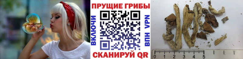 дарнет шоп  Камызяк  Галлюциногенные грибы ЛСД 